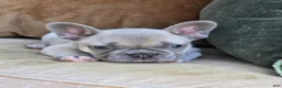 French Bulldog dogs for sale: Ollie - Ad 2