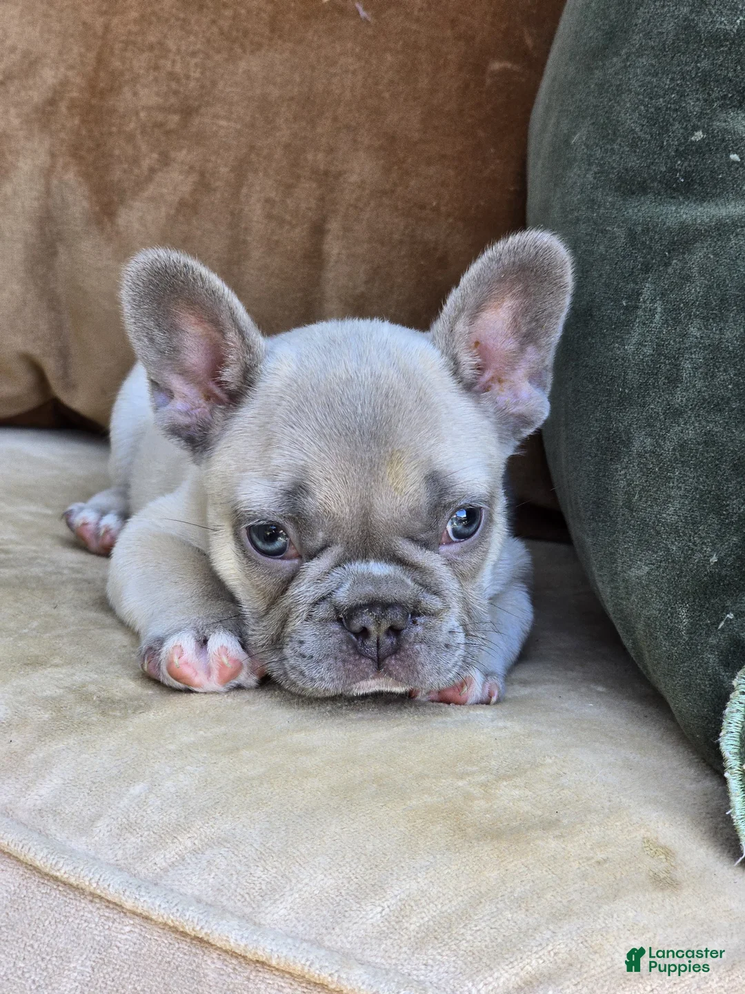 French Bulldog dogs for sale: Ollie - Ad 2