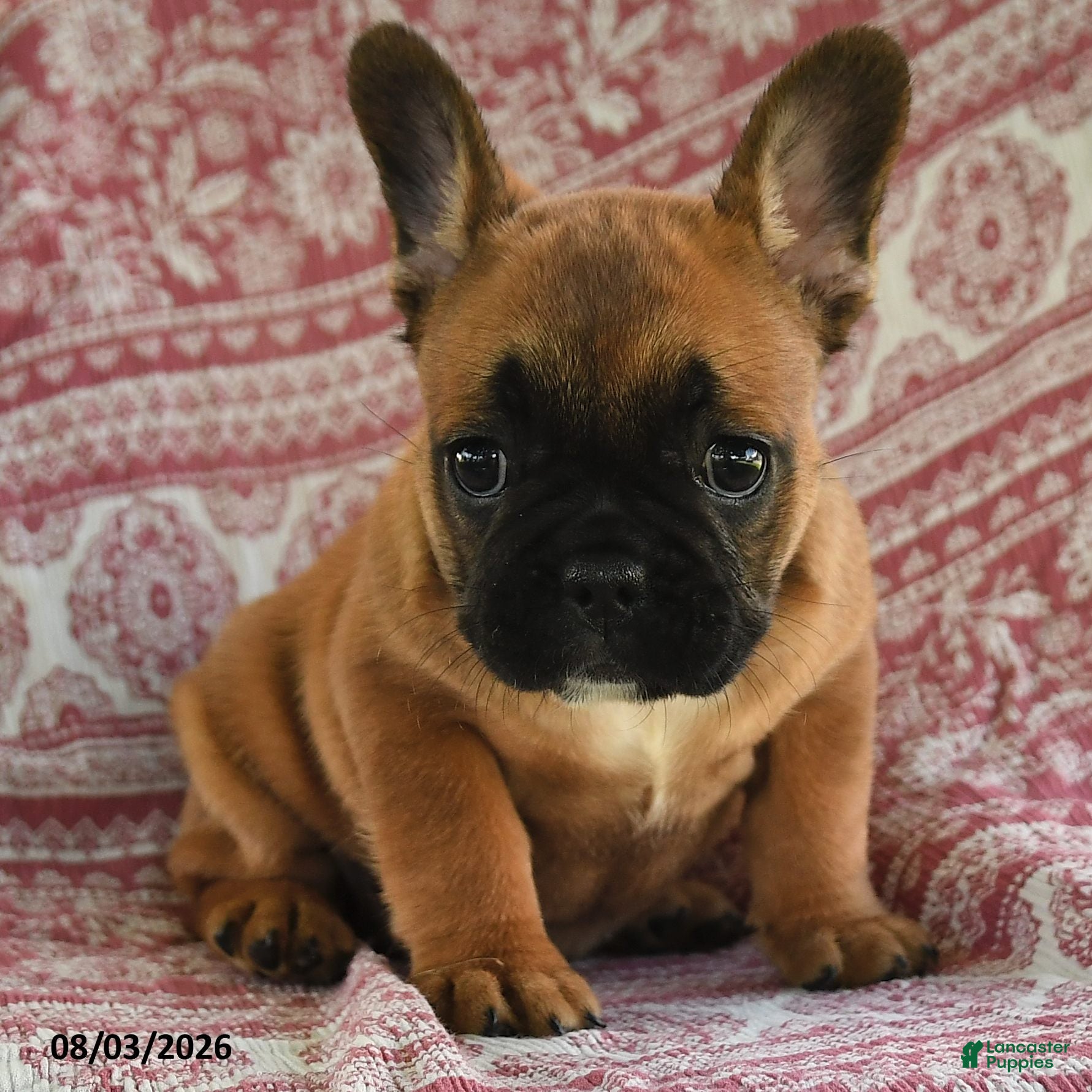 French Bulldog dogs Maggie - Ad 2