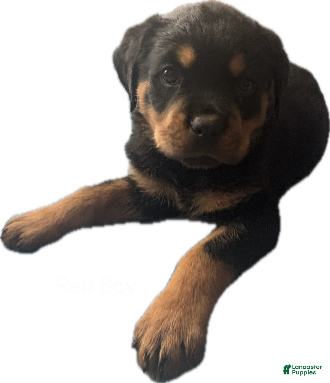 Rottweiler dogs for sale: Rottweiler Puppy 2 - Ad 4