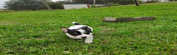 Jack Russell Terrier dogs for sale: Violet - Ad 3