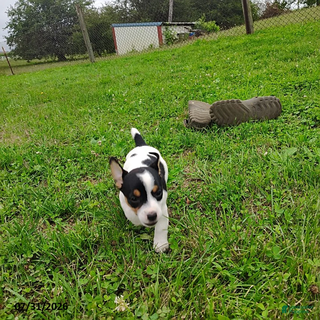 Jack Russell Terrier dogs for sale: Violet - Ad 3