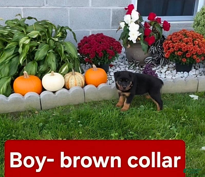 Rottweiler dogs Rover - Ad 1