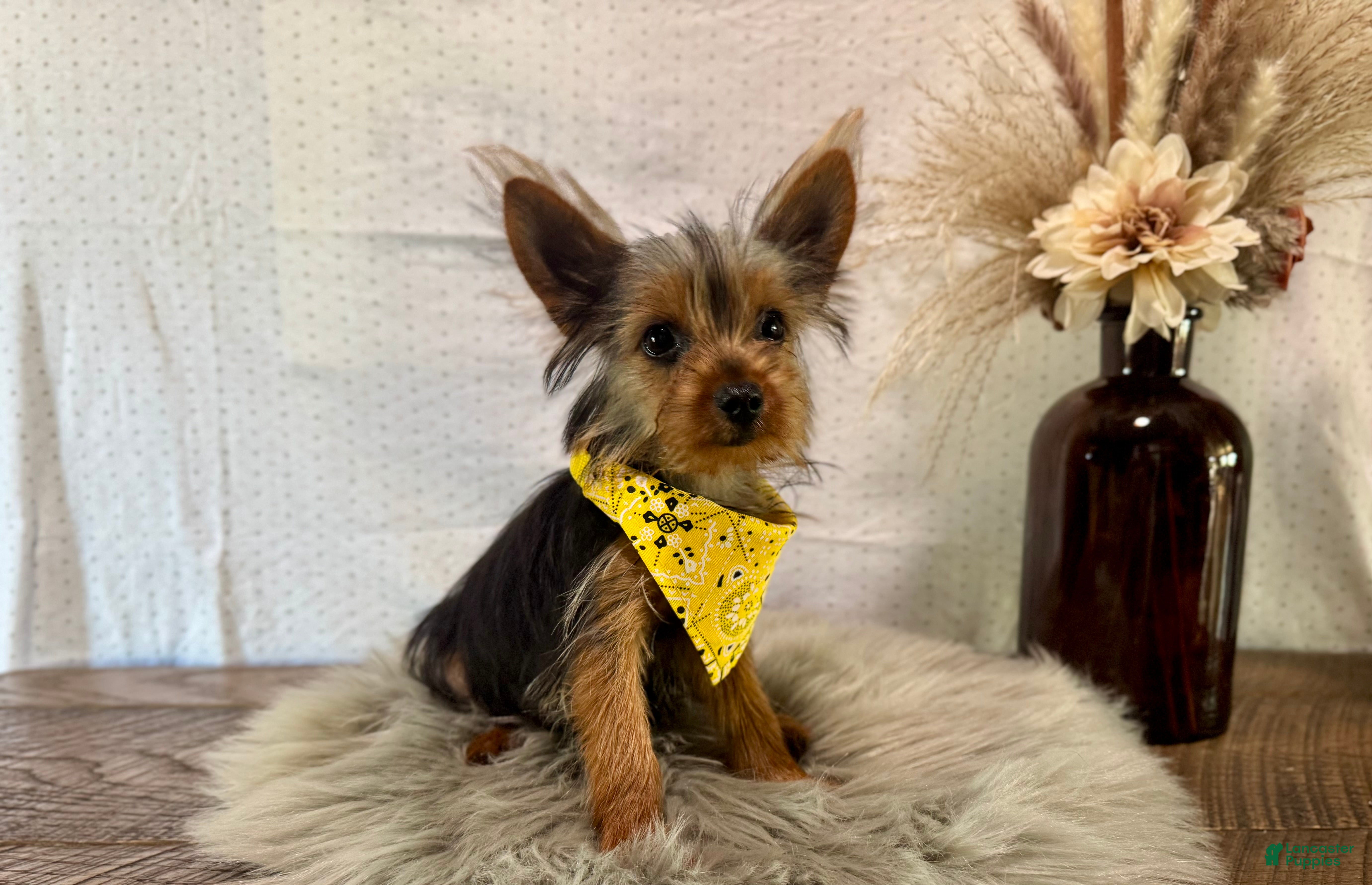 Yorkshire Terrier dogs Trey - Ad 2