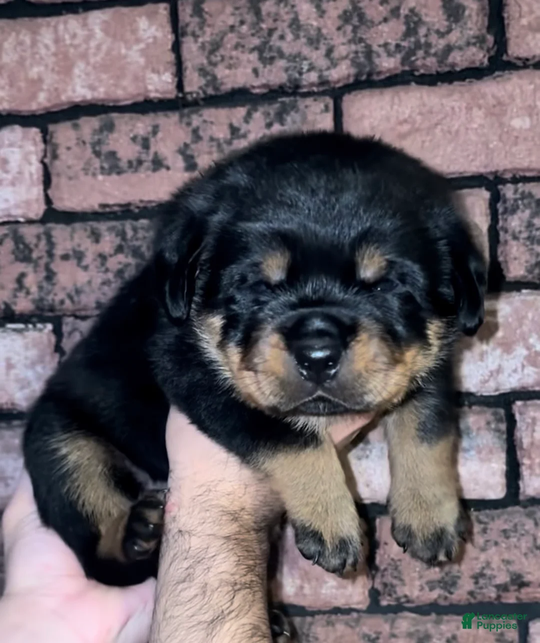 Rottweiler dogs for sale: Rottweiler 1 - Ad 1