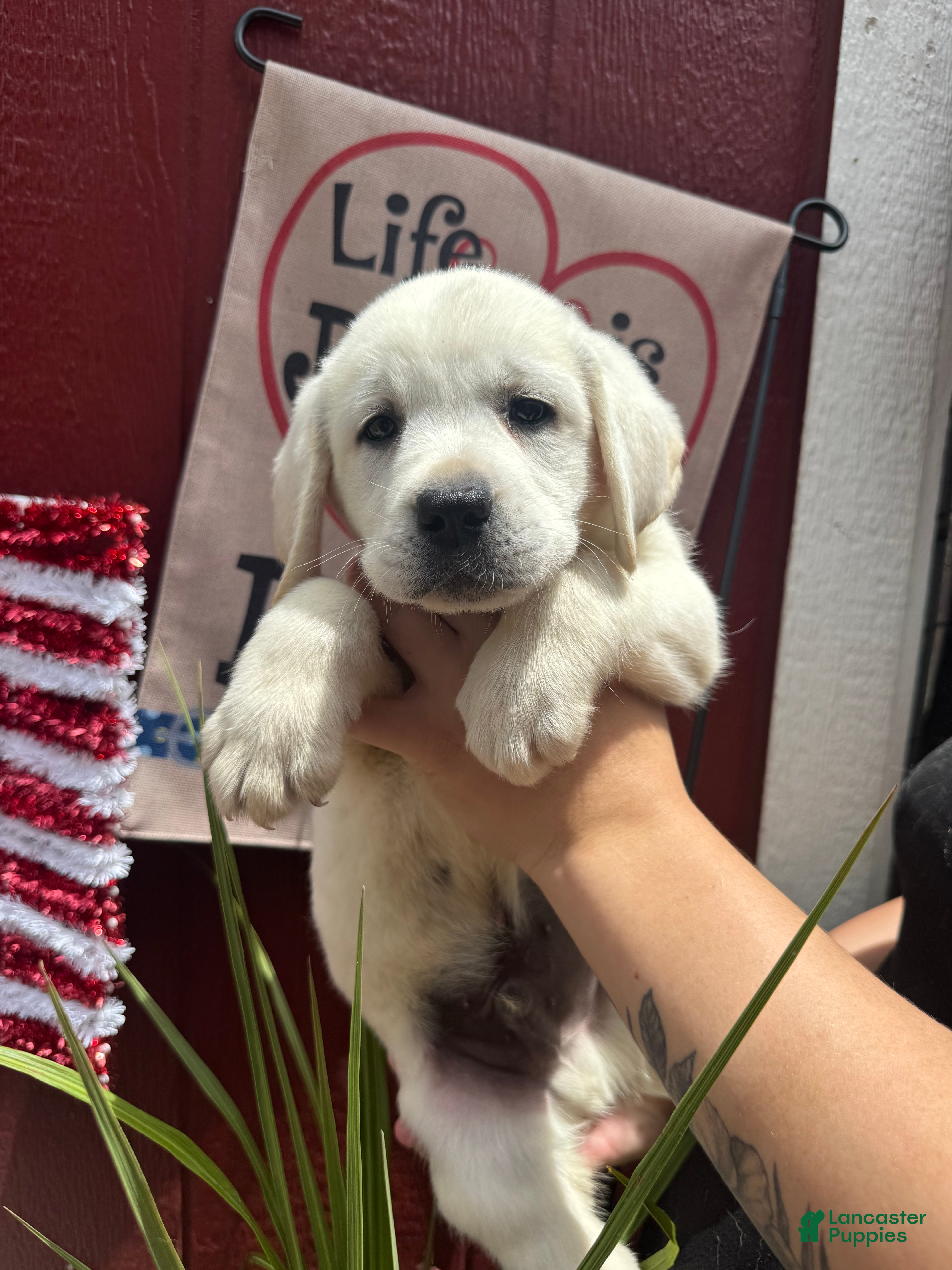 Labrador Retriever dogs for sale: Labrador Retriever Puppy 4 - Ad 6