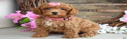 Toy Poodle dogs for sale: Molly - Ad 9
