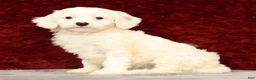 Cavapoo dogs for sale: Karla - Ad 1