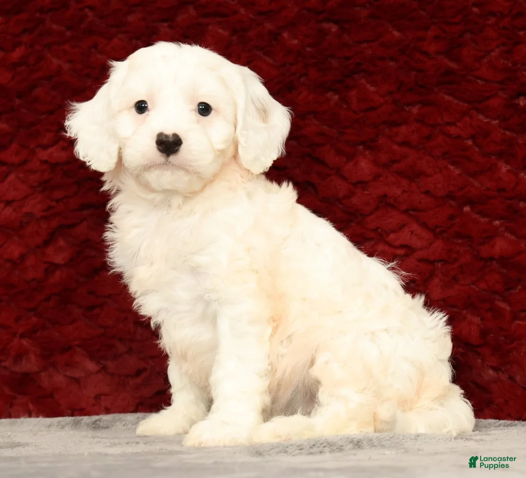 Cavapoo dogs for sale: Karla - Ad 1