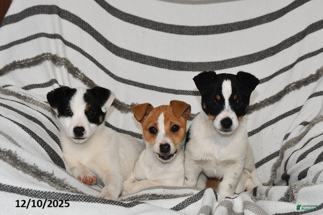 Mixed Breed dogs for sale: Bella   - Ad 3