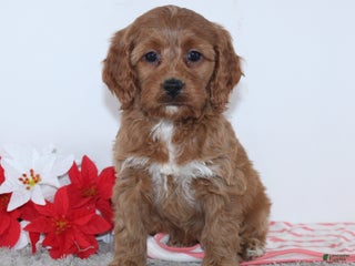 Cockapoo dogs - Ad 31