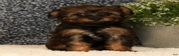 Yorkiepoo dogs for sale: Unice - Ad 9