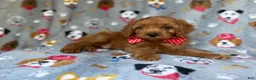 Cavapoo dogs for sale: Meeko - Ad 7