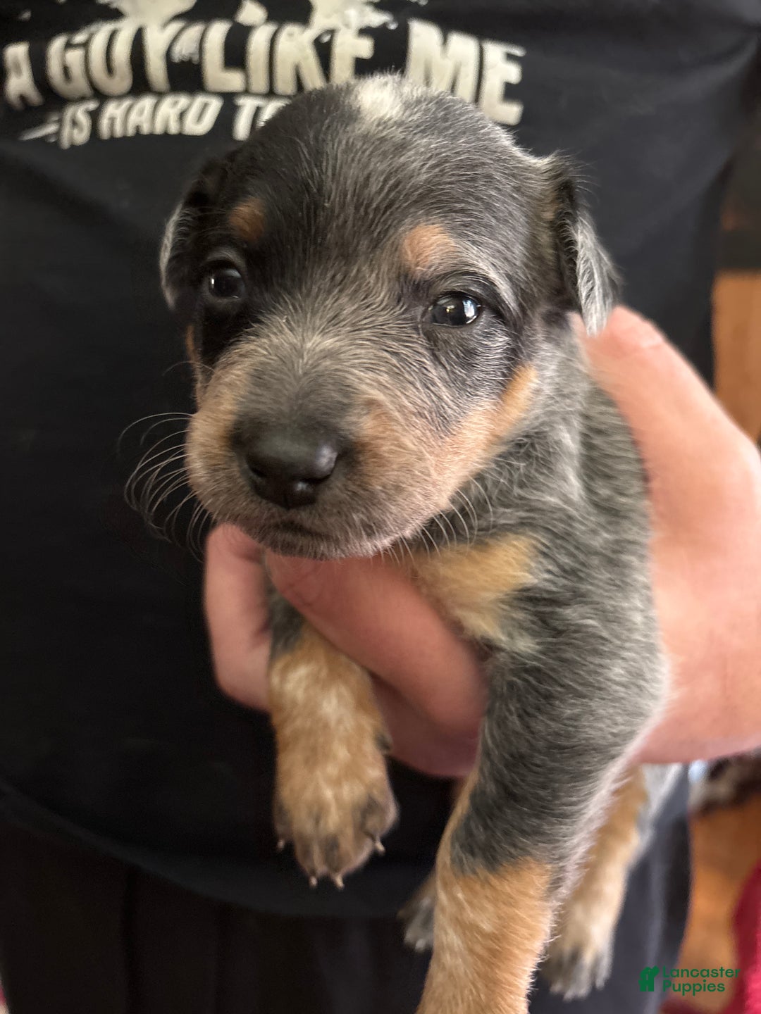 Australian Cattle Dog dogs for sale: Patch - Ad 1