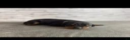 Doberman Pinscher dogs for sale: Phantom's Beauty & The Beast "Rickea Jackson" European - Ad 2