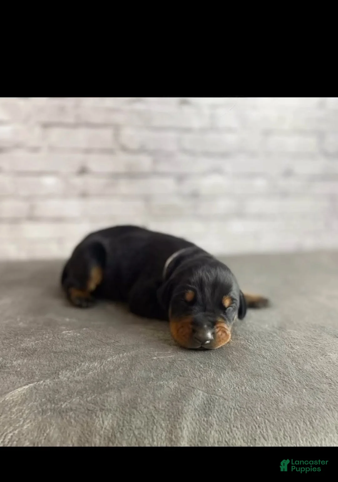Doberman Pinscher dogs for sale: Phantom's Beauty & The Beast "Rickea Jackson" European - Ad 2