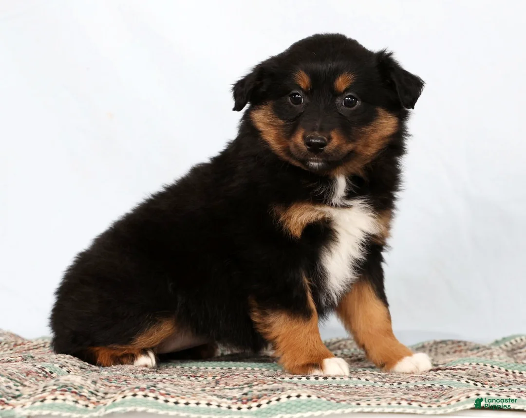 Australian Shepherd dogs for sale: Jane - Ad 4