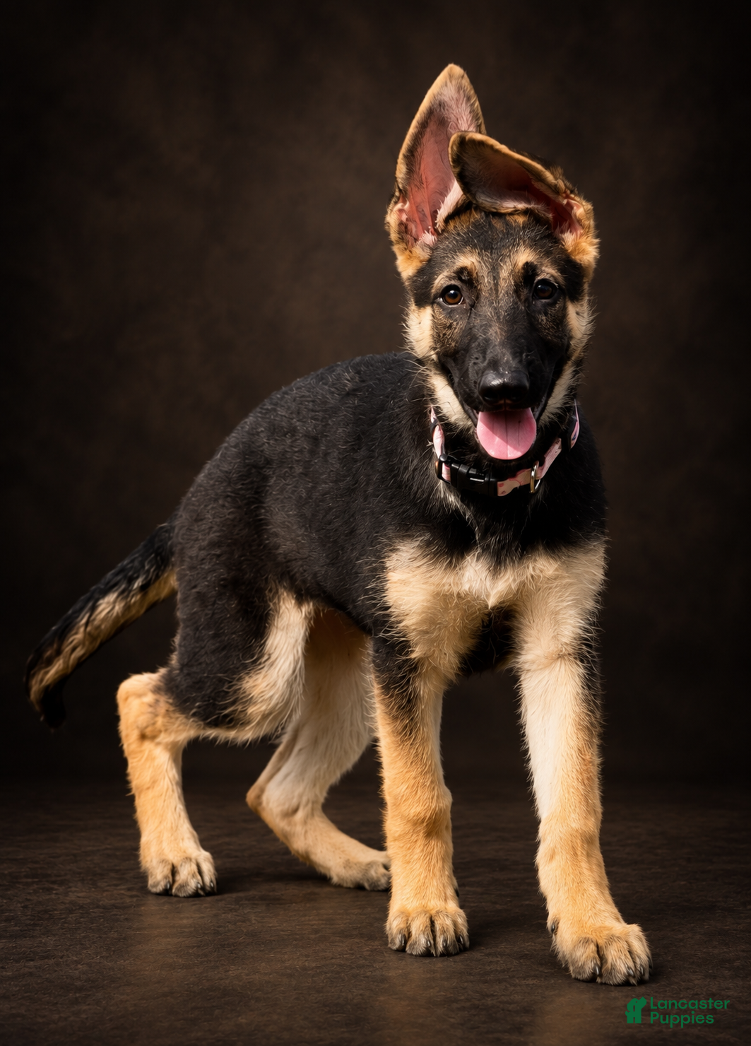 German Shepherd dogs Nala - Ad 1