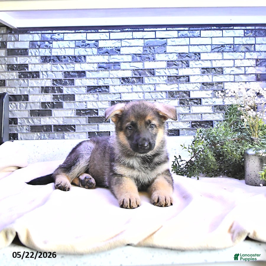 German Shepherd dogs Cody - Ad 2