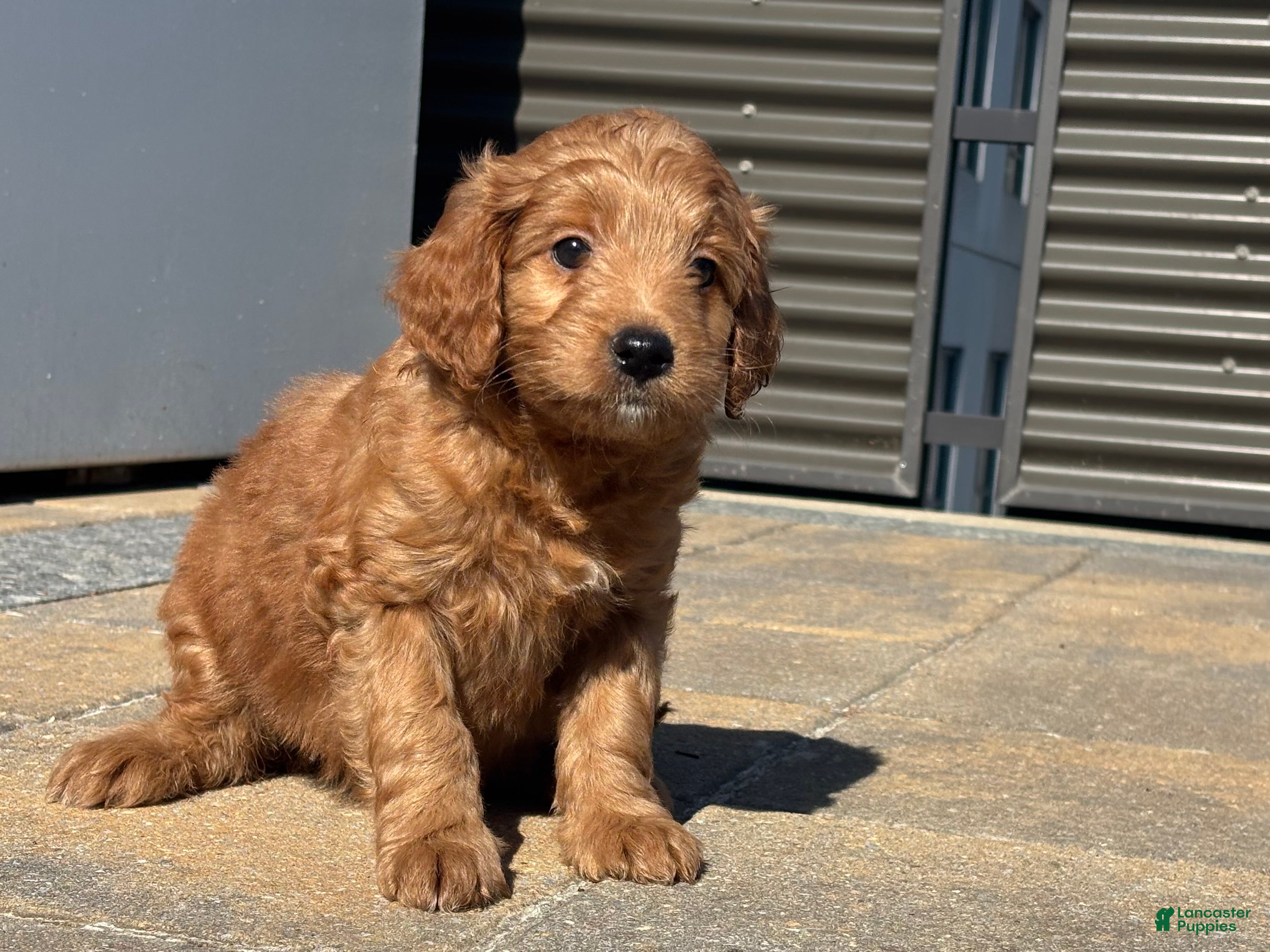 Mini Goldendoodle dogs Ruby  - Ad 1