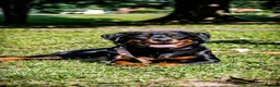 Rottweiler dogs for sale: Rottweiler 5 - Ad 2