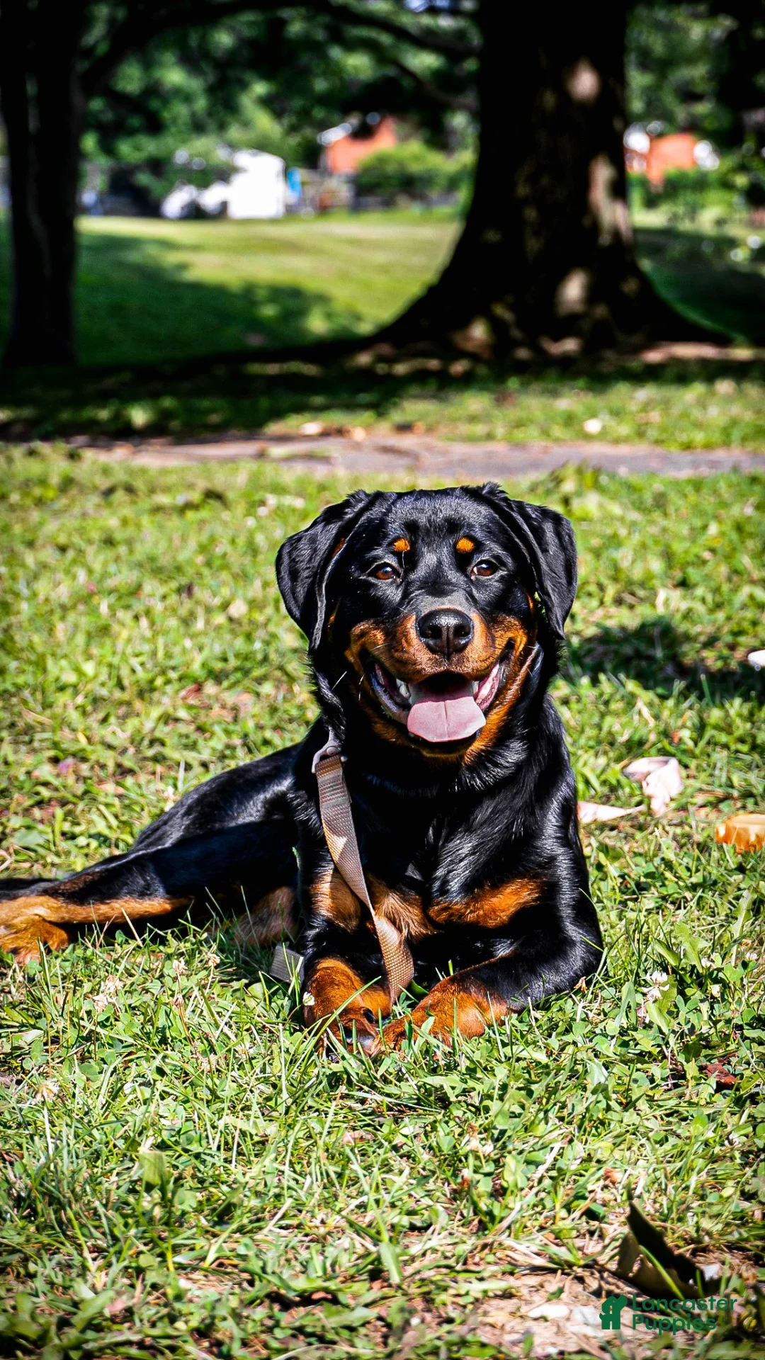 Rottweiler dogs for sale: Rottweiler 5 - Ad 2