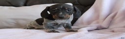 Miniature Dachshund dogs for sale: Miniature Dachshund Puppy 1 - Ad 2