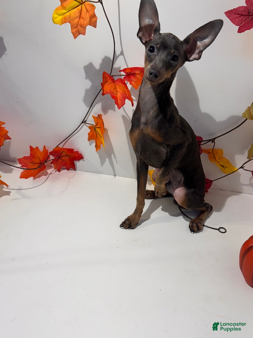 Miniature Pinscher dogs for sale: Milo - Ad 5