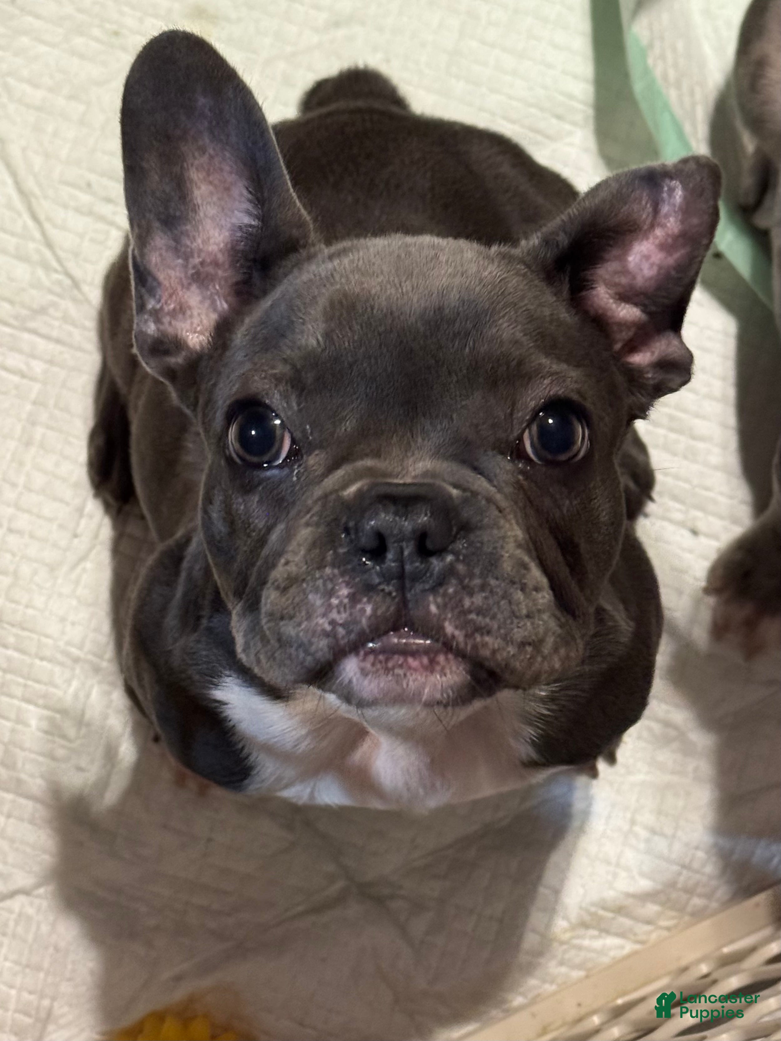 French Bulldog dogs Diamond - Ad 2