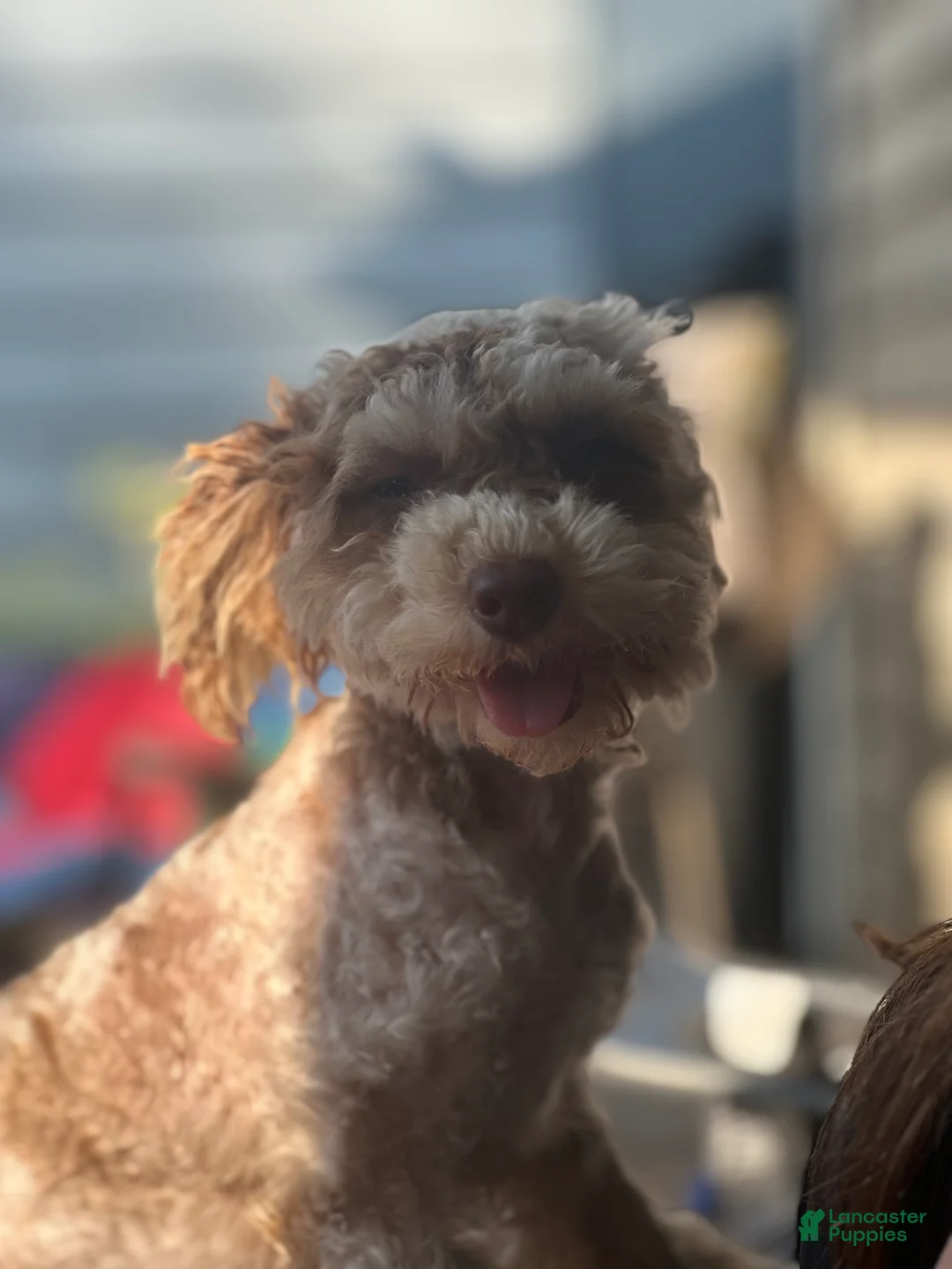 Toy Poodle dogs for sale: Hazel  - Ad 2