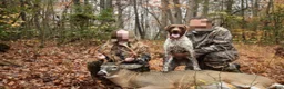 German Shorthaired Pointer dogs for sale: German Shorthaired Pointer 10 - Ad 4