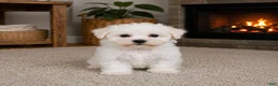 Maltese dogs for sale: Cody - Ad 4