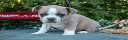 Frenchton dogs for sale: Clyde - Ad 3
