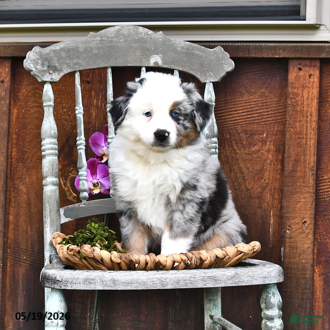 Australian Shepherd dogs for sale: Alex - Ad 1