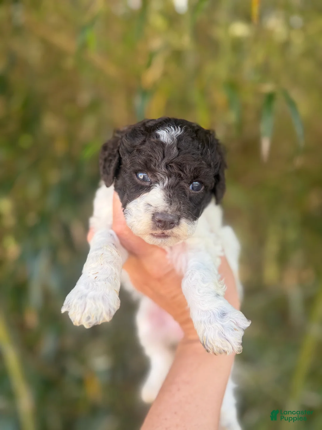 Cockapoo dogs for sale: Cockapoo Puppy 3 - Ad 1