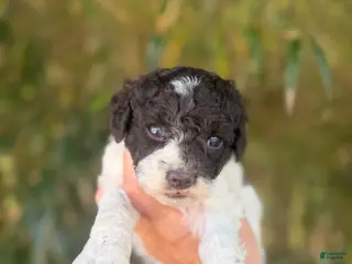 Cockapoo dogs Cockapoo Puppy 3 - Ad 7