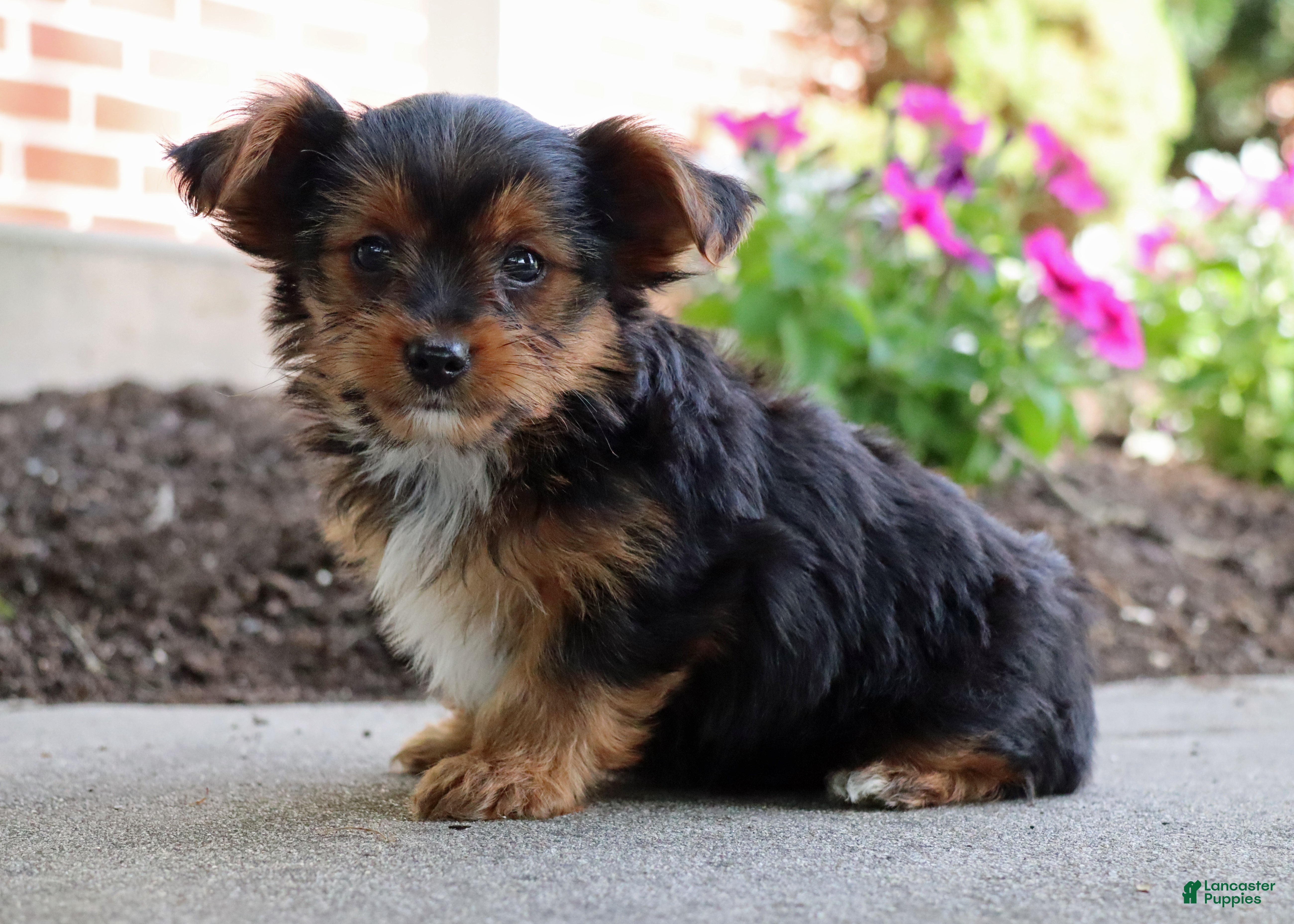 Yorkshire Terrier dogs Ty - Ad 2
