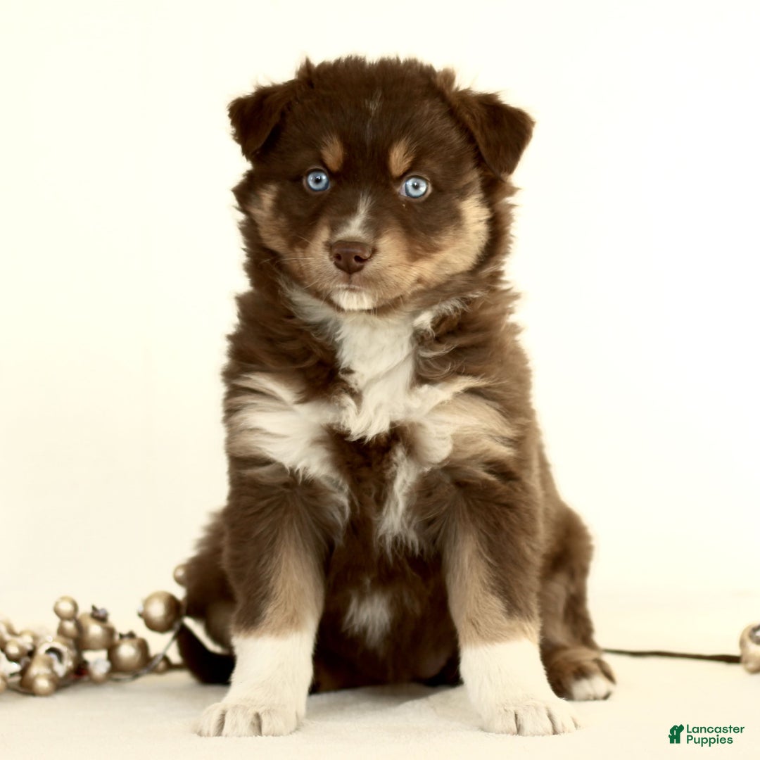 Australian Shepherd dogs for sale: Gloria  - Ad 1