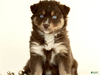 Australian Shepherd dogs Gloria - Ad 24