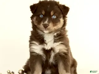 Australian Shepherd dogs Gloria - Ad 29