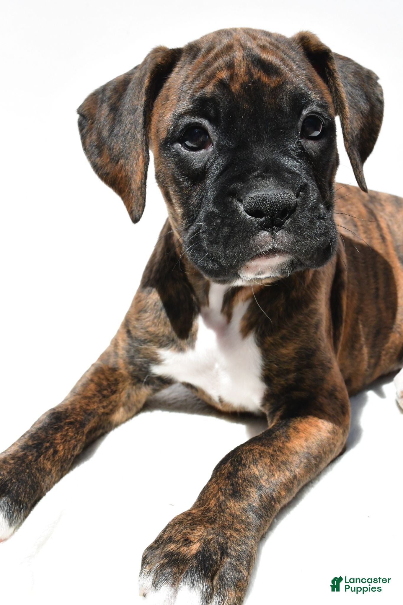 Boxer dogs Sara - Ad 2