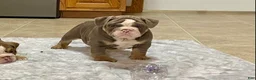 English Bulldog dogs for sale: Romeo - Ad 9