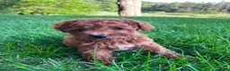 Cavapoo dogs for sale: Miss Arlee - Ad 7