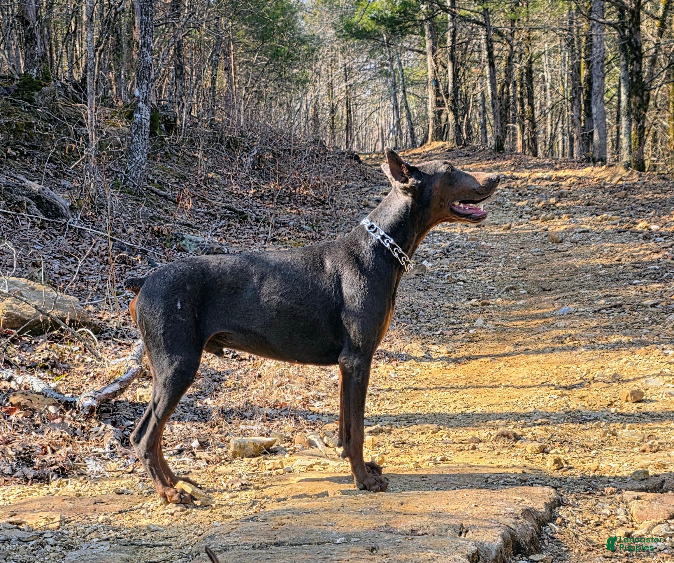 Doberman Pinscher dogs for sale: Doberman Pinscher Puppy 6 - Ad 14