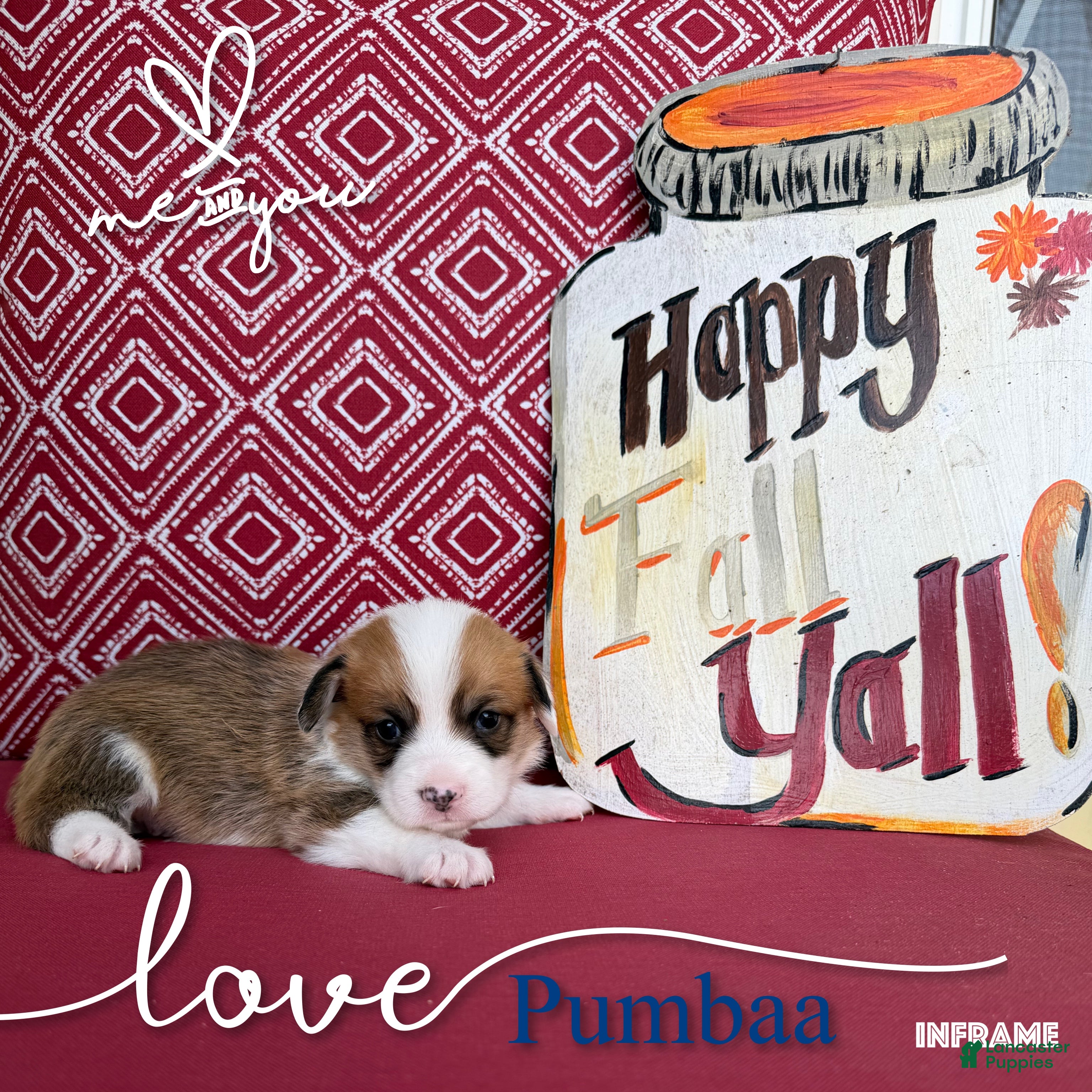 Welsh Corgi Pembroke dogs Pumbaa - Ad 2