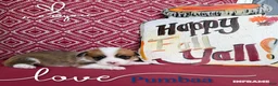 Welsh Corgi Pembroke dogs for sale: Pumbaa - Ad 2
