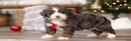 Mini Bernedoodle dogs for sale: Theo - Ad 8