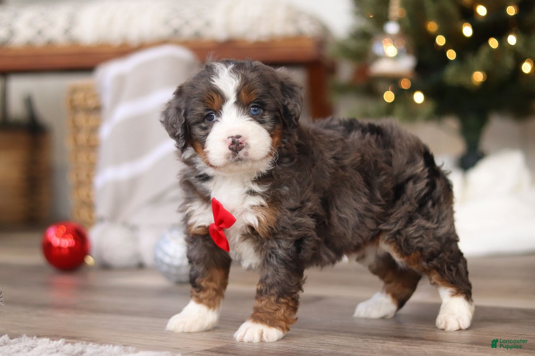 Mini Bernedoodle dogs for sale: Theo - Ad 8