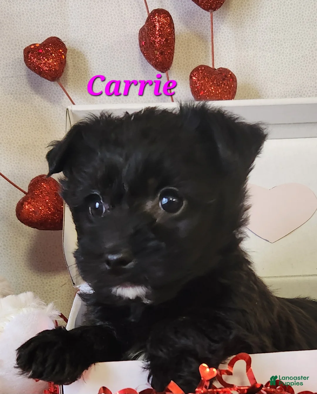 Yochon dogs for sale: Carrie - Ad 1