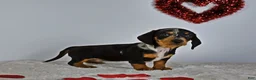Miniature Dachshund dogs for sale: Hazzel - Ad 2